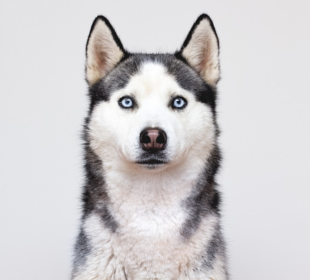 Siberian husky portrait on a grey background