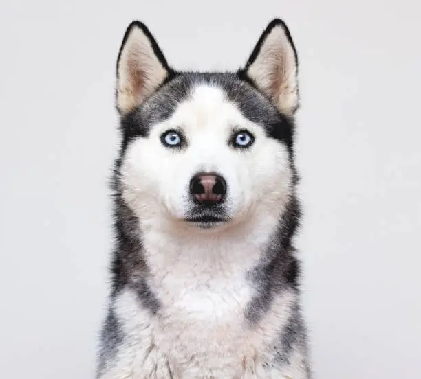 Photo of Siberian husky portrait on a grey background