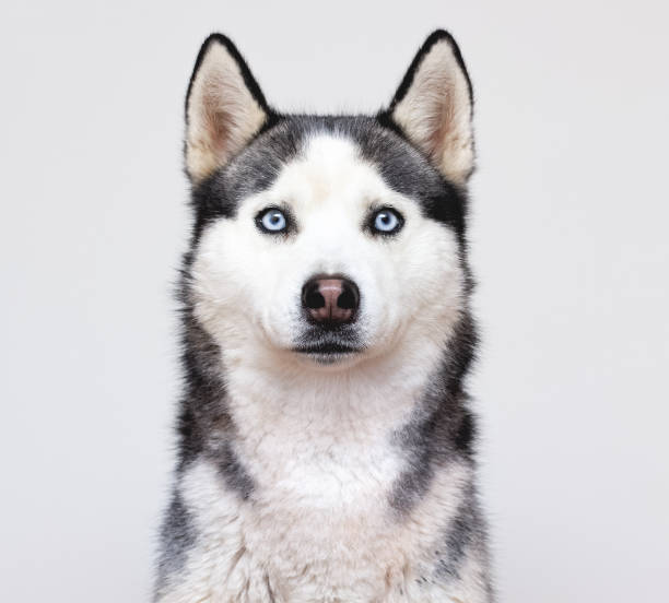 siberian husky portrait on a grey background - siberian husky imagens e fotografias de stock