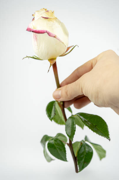 istock tender white rose in a hand. isolated on white background 1298590945