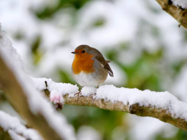 istock Cute robin perching on the snow coverd branch 1298591036