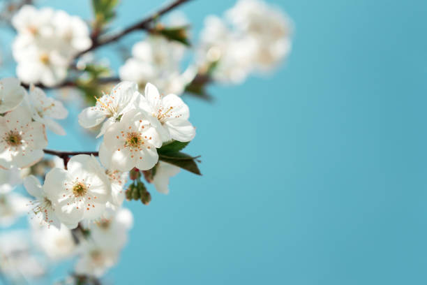 istock White cherry blossom sakura in spring time against blue sky. Nature background. Soft focus 1298592207