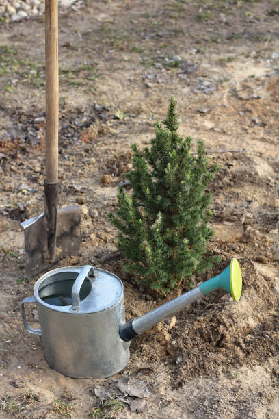 istock need for watering after planting 1298592257