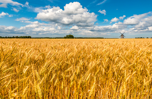 Countryside agricultural landscape with field of ripening wheat and old windmill on horizon. Concept of ecological tourism