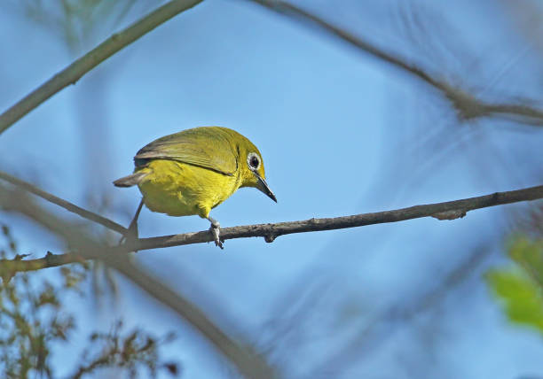 istock African Yellow White-eye 1298594410