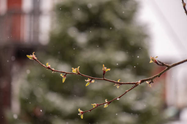 Apple blossom buds and snow flurries