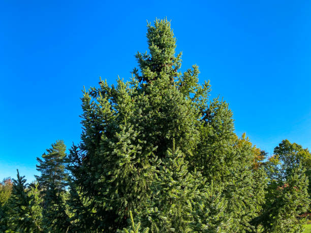 istock pine tree evergreen trees reaching high up into a bright blue autumn sky 1298595195