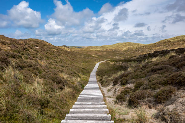 istock a path through the meadow heather, sylt island germany 1298595558