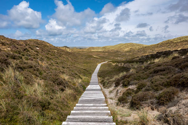 a path through the meadow heather, sylt island germany stock photo