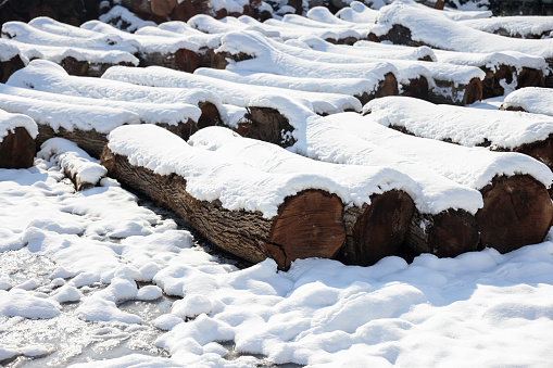 The hues of brown and white dominate this image, where cut logs rest against a snowy forest backdrop. The scene is a natural palette of winter colors, offering a glimpse into the quiet life of the forest in the snow.