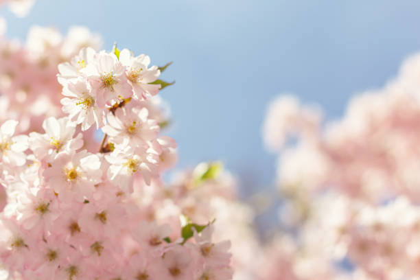 istock Amazing pink cherry blossoms on the Sakura tree in a blue sky. 1298596672