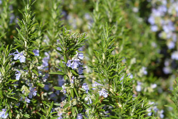 istock Rosemary flower 1298596976