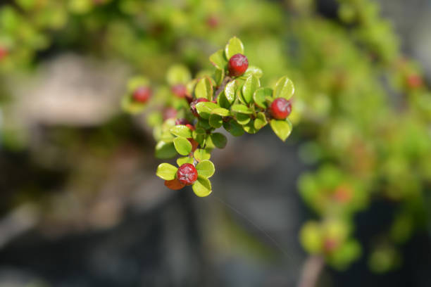 Rock cotoneaster Rock cotoneaster - Latin name - Cotoneaster horizontalis cotoneaster horizontalis stock pictures, royalty-free photos & images