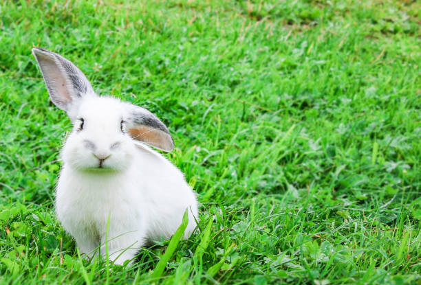 istock Cute little rabbit on a meadow eating fresh green grass 1298601030