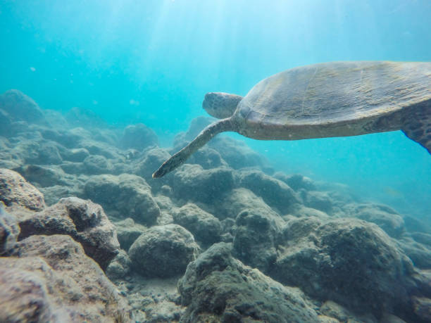 istock An endangered sea turtle in turquoise blue clear waters 1298601049
