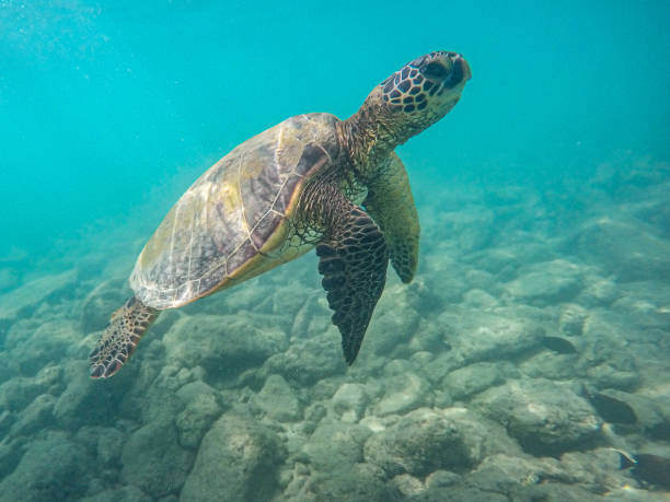 istock An endangered sea turtle in turquoise blue clear waters 1298601060