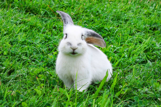 Cute little rabbit on a meadow eating fresh green grass