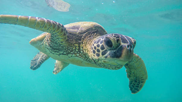 istock An endangered sea turtle in turquoise blue clear waters 1298601072