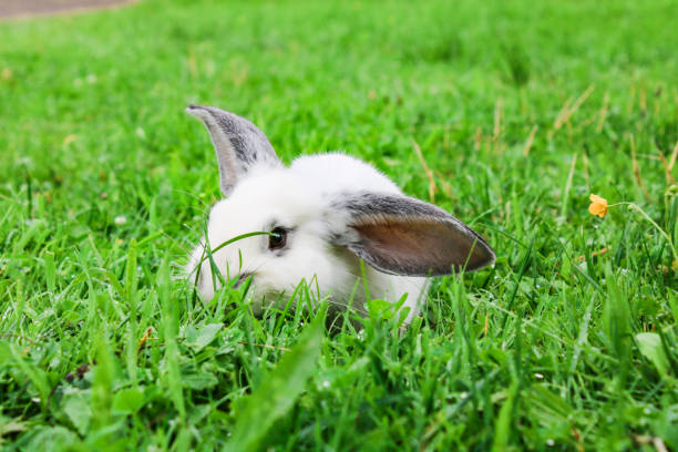 istock Cute little rabbit on a meadow eating fresh green grass 1298601076