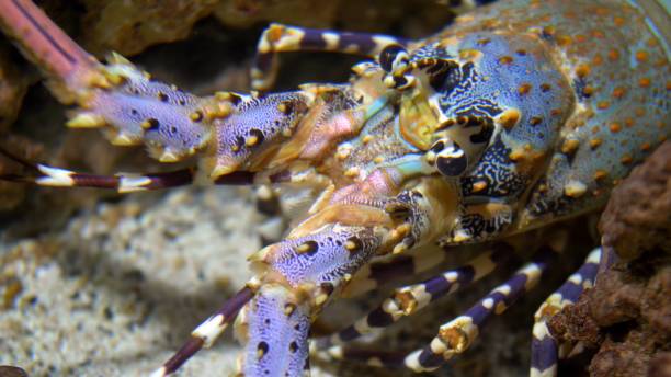 istock Colorful Langouste Rock Lobster Underwater 1298602201