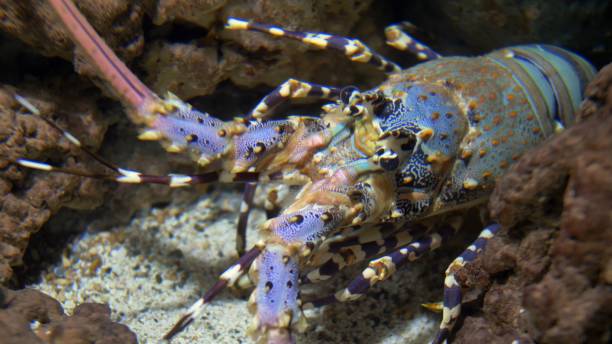 istock Colorful Langouste Rock Lobster Underwater 1298602206