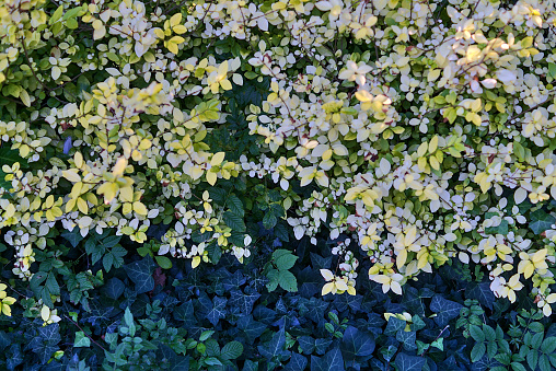 Beautiful autumnal background of white, yellow, green and dark green leaves of different bushes in St Stephen Green Park, Dublin, Ireland