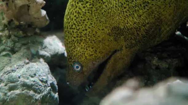 Photo of Moray Eel Opening and Closing Jaw Showing Monster Teeth