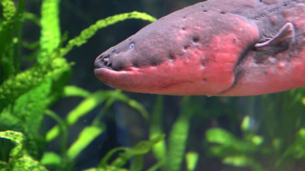 istock Electric Eel Close-up Electrophorus Electricus 1298603128