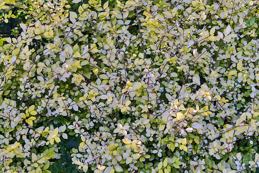 Beautiful autumnal uniform background of white, yellow and green leaves of different bushes in St Stephen Green Park, Dublin, Ireland