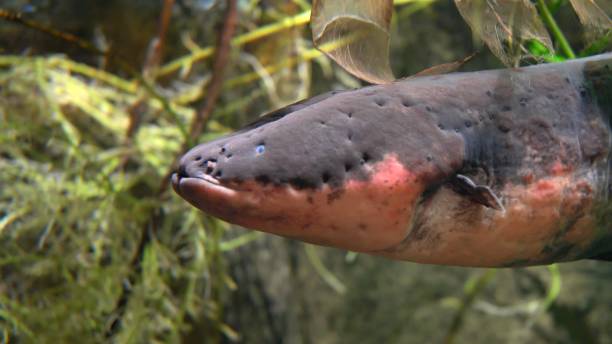 istock Electric Eel Close-up Electrophorus Electricus 1298603276
