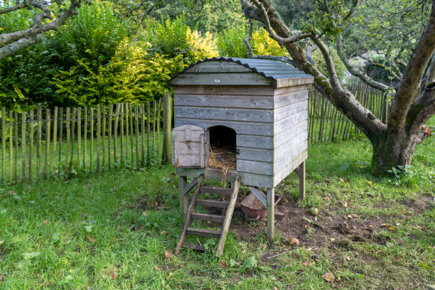 chicken coop - chicken house imagens e fotografias de stock