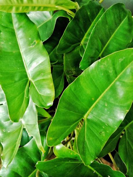istock Philodendron plant close up 1298605726