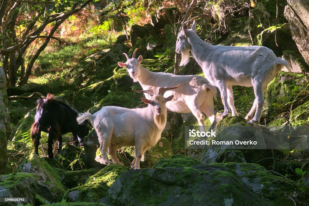 Trip of beautiful and cute white and black wild goats in sunlight standing on the rocks and seen in Wicklow Mountains, Barnaslingan Forest Trip of beautiful and cute white and black wild goats in sunlight standing on the rocks and seen in Wicklow Mountains, Barnaslingan Forest, Barnaslingan, Co. Dublin, Ireland National Park Stock Photo