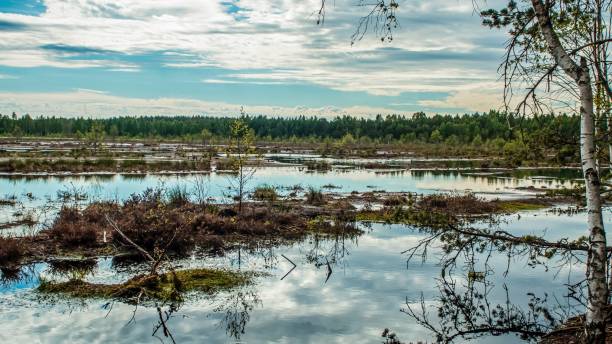 istock Swamp in the middle of the forest 1298606899