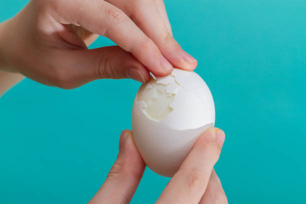 Clean the chicken white egg with your hands. Blue background. Copy space stock photo