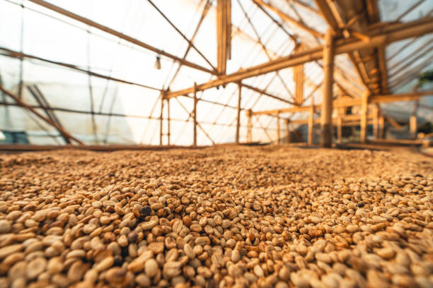 istock Dried coffee,Parchment coffee Dry in the Bamboo house 1298608430