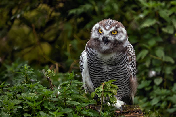 istock White polar owl chick, close-up portrait. beautiful young predator 1298609211