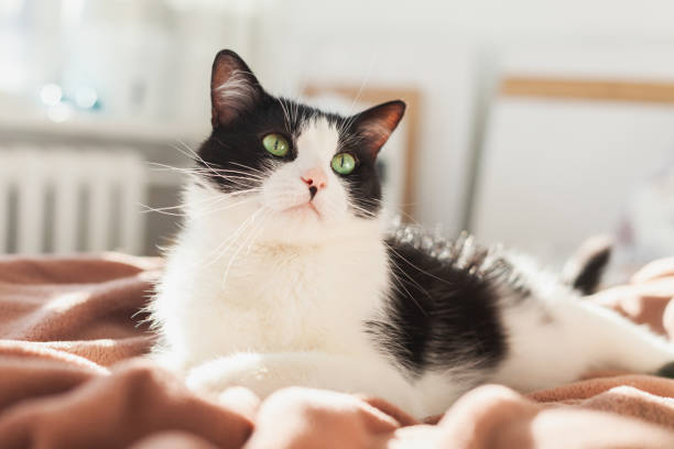 istock Bored young black and white mixed breed cat 1298609230