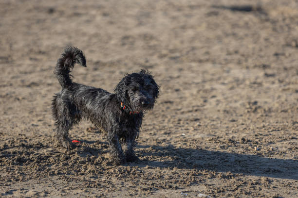 istock Little black dog on the beach 1298609389