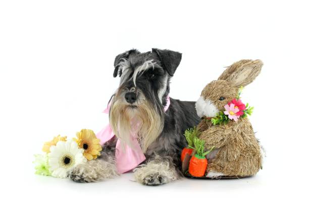 istock Easter small dog miniature schnauzer 1298609481