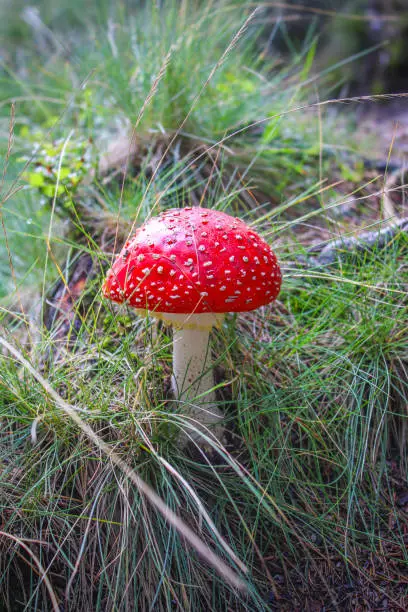 Bright red fly agaric in dense moss of an autumn forest