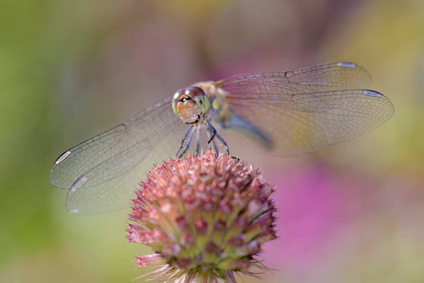 istock Common Darter - Sympetrum striolatum - in their natural habitat 1298611090