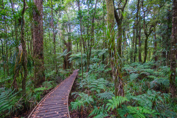 elevated footpath in the Waipoua Forest An elevated footpath in the Waipoua Forest of giant kauri (Agathis australis) coniferous trees, in the Northland Region, New Zealand waipoua forest stock pictures, royalty-free photos & images