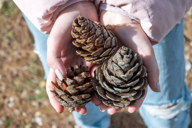 istock Pine cones in the hand over the grass covered ground nature 1298615144