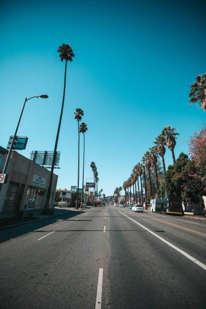 istock High palm trees in Sunset Boulevard 1298616074