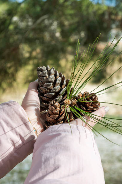 istock Pine cones in the hand over the grass covered ground nature 1298616200