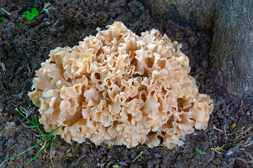 Cauliflower fungus (Sparassis radicata). Called Western cauliflower mushroom also.