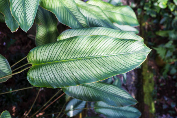 istock Beautiful green leaf in tropical garden background 1298618565