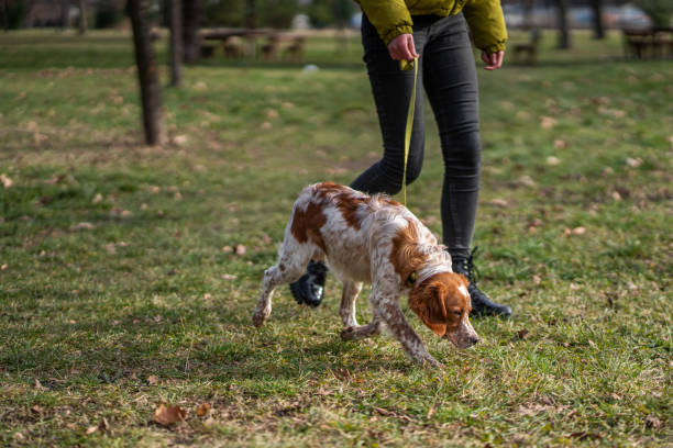 istock Woman walking with her dog through grass area in park 1298618738