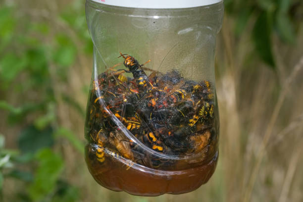istock European and Asian hornet trap 1298619279